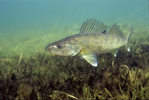 TIPS TO CATCHING SPRING WALLEYE