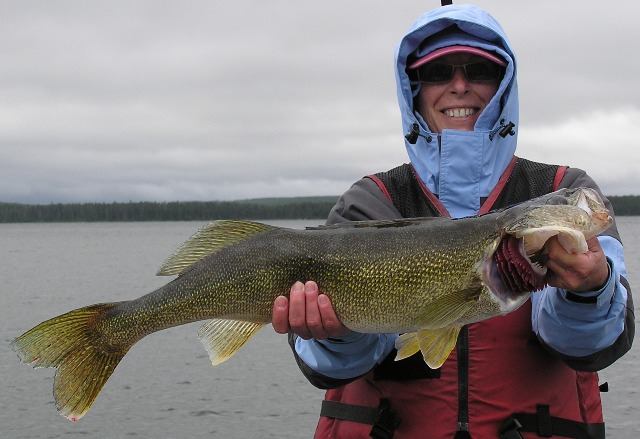 30.5 inch wawang lake walleye